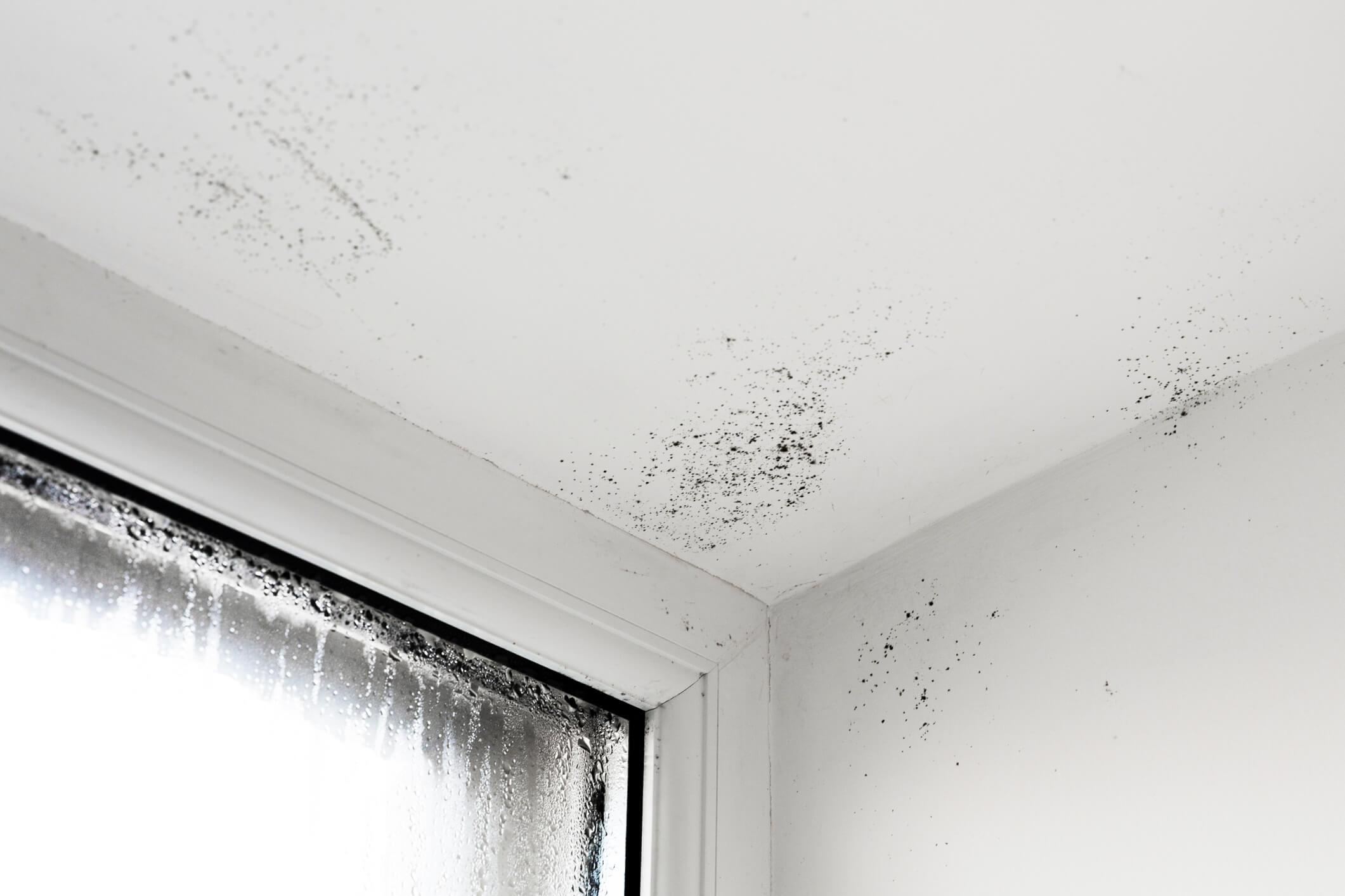 PROTECT HOUSE | traitements-professionnels-guide-traitement-humidite-bruxelles PROTECT HOUSE | traitements-professionnels-guide-traitement-humidite-bruxelles